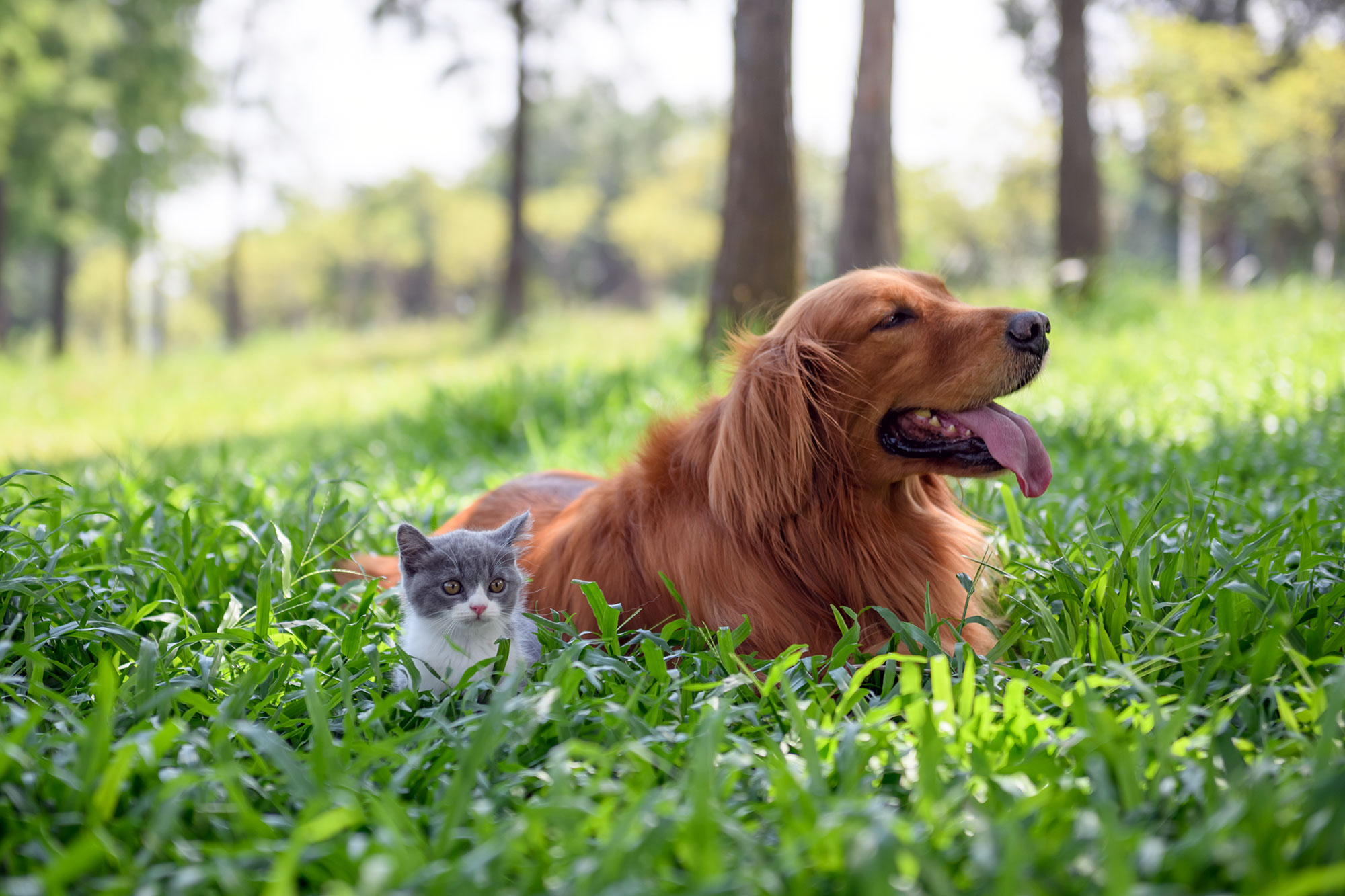 Golden Retriever and Cat resting in the grass